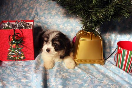 havanese-puppies